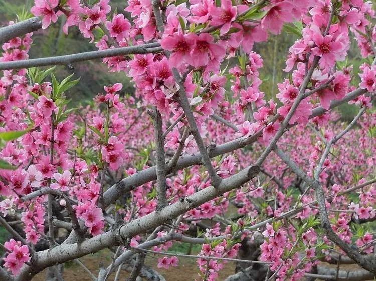 春暖花开踏青正当时完整版,春暖花开踏青季攻略