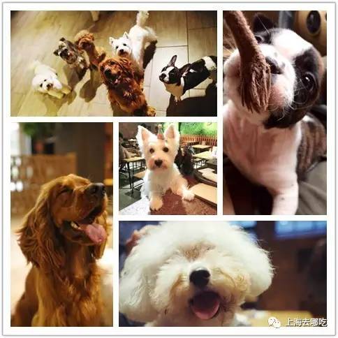 魔都这10家萌宠餐厅酒店，拯救留守在家的喵喵狗狗！咖啡、汉堡、江景……和主子腻在一起！