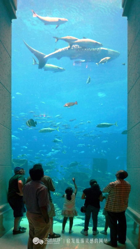 迪拜的第一大海洋馆,迪拜摩尔海洋馆