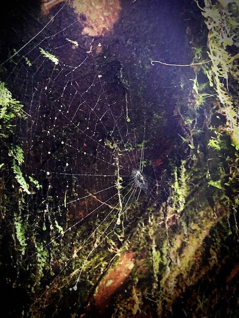 不被蚂蟥咬一次，怎能算走过墨脱｜徒步墨脱大结局