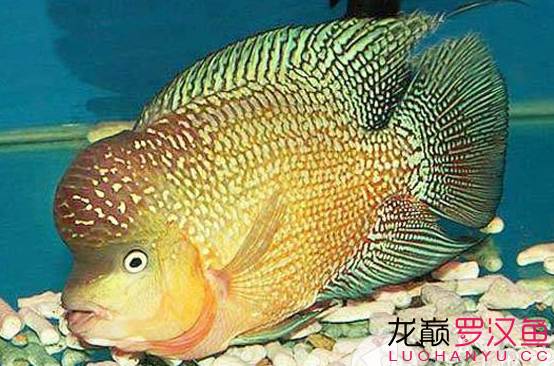 罗汉鱼饲养术语,罗汉鱼饲养法图解