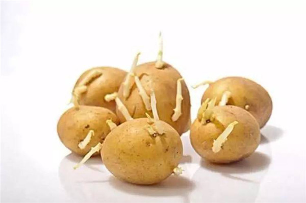 喝了假沸的豆浆会致死吗,未完全煮沸的豆浆会中毒吗