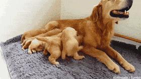 母狗和公狗哪个聪明一些,母狗和公狗哪个聪明