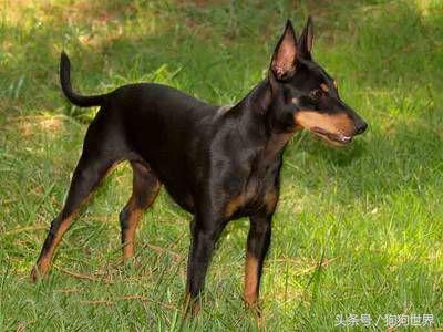 可爱呆萌狗狗资料,狗狗15种寄生虫病详细资料图