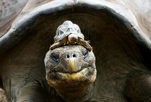 印度星龟广州陆龟,印度星斑陆龟