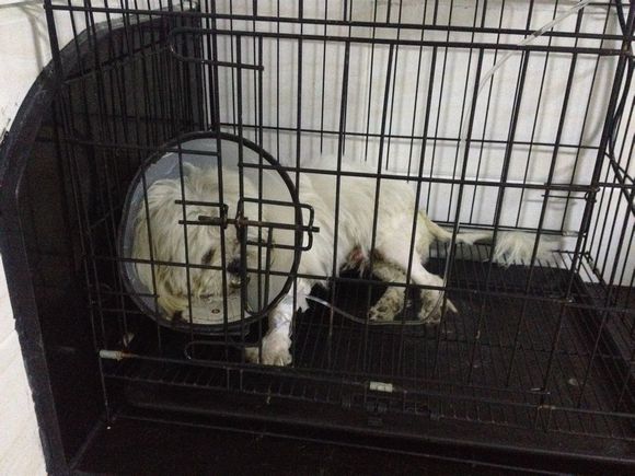 忠诚小狗看门,最忠诚的狗守护主人