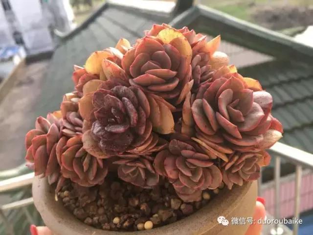 吾家有女初长成全文小说,吾家有女初长成小说精彩阅读