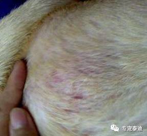狗狗真菌加螨虫皮肤病怎么治疗,狗狗有螨虫能用硫磺软膏治疗吗