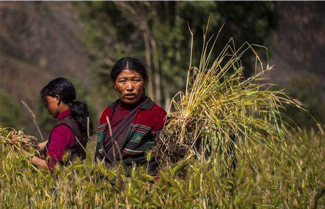 尼泊尔农村夫妻俩的生活,尼泊尔一妻多夫怎样居住