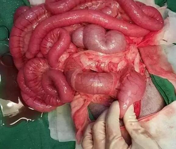 狗狗误食酵母急救法,狗狗误吞猪棒骨头几天过危险期