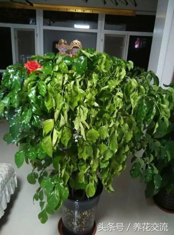 半死不活的植物还能救活吗,如何挽救一棵快死的植物