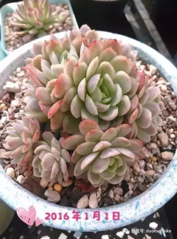 一株多肉治愈整个人心,一棵多肉的逆袭