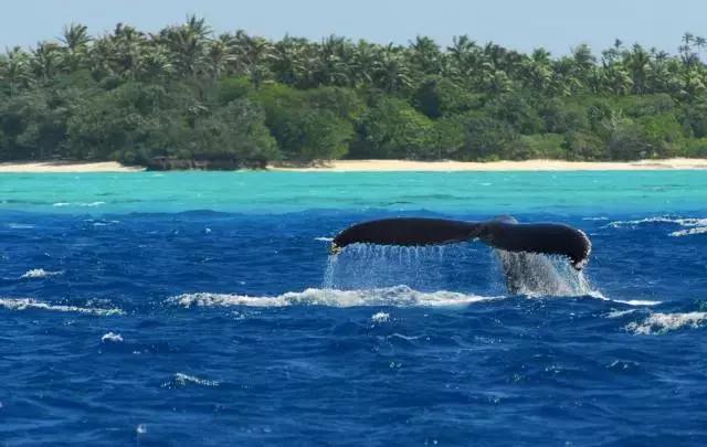 汤加国家旅游攻略,汤加国内旅游