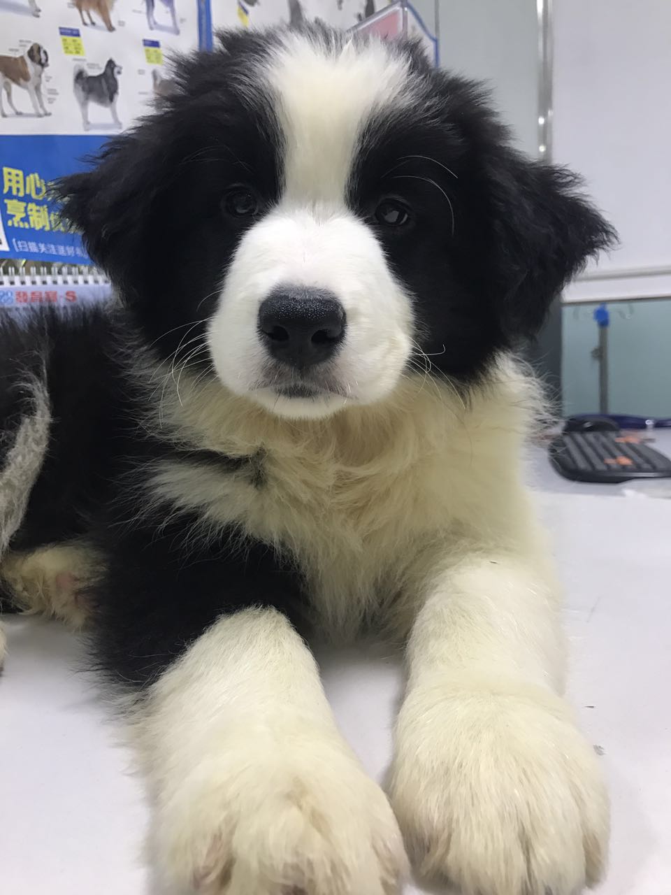 边牧得过细小还用打细小疫苗吗,没打疫苗的边牧幼犬能训练吗