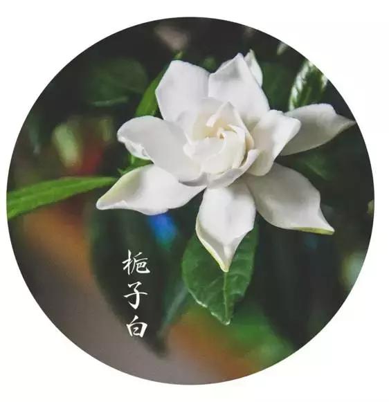 颜控必看,颜控十大必买品