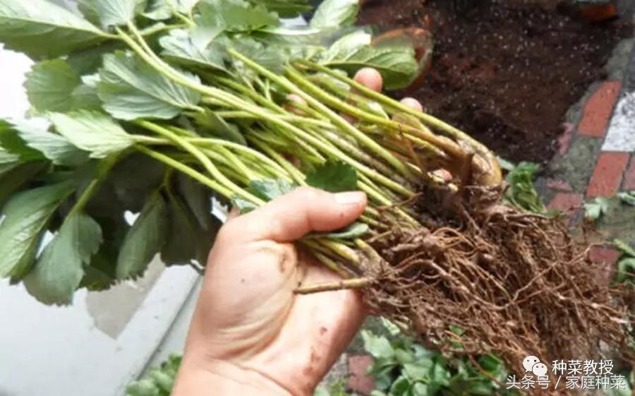 家庭怎样种植草莓施肥最好,买的草莓籽种植方法全过程小视频