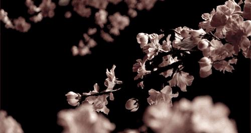 星巴克樱花官方,2022年星巴克樱花新品