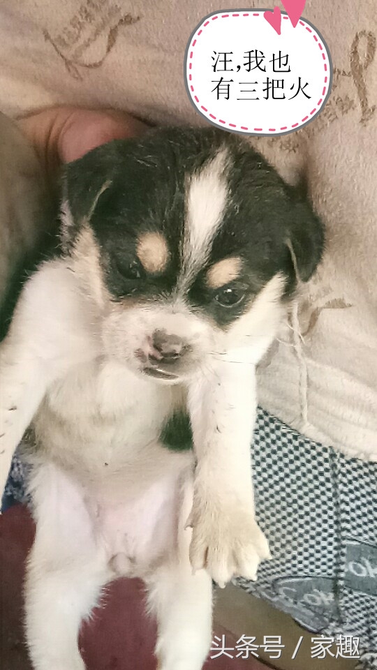 男子求鉴定狗仔是不是二哈，网友笑喷：土狗还能串出三把火，牛逼