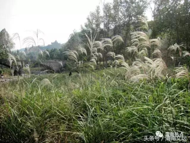 临渭区阳郭镇张胡村二组,渭南阳郭张胡村