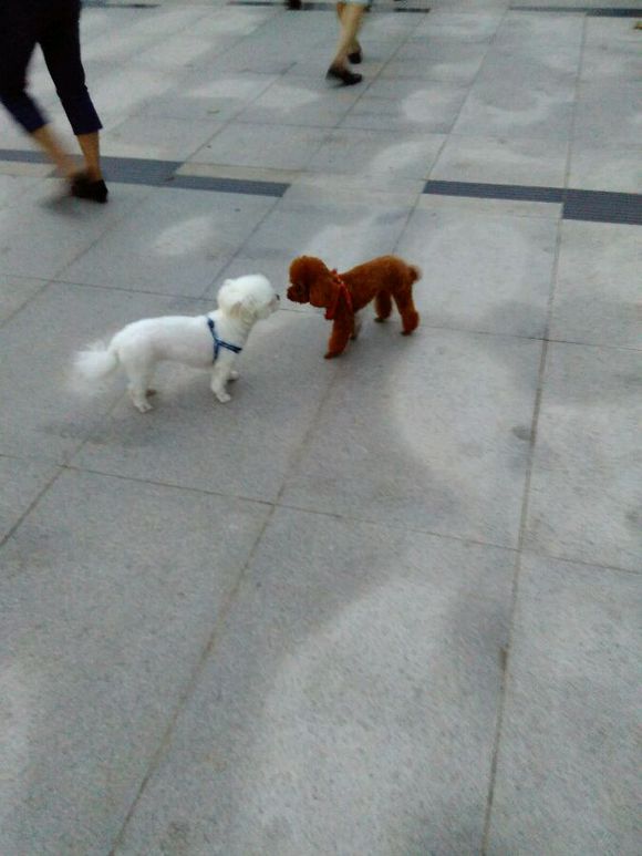 科普知识的狗狗动画片,科普狗狗肢体语言