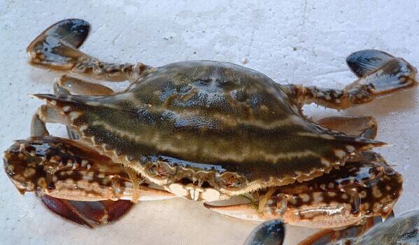 厦门的蟹有什么吃法,所有蟹的正确吃法