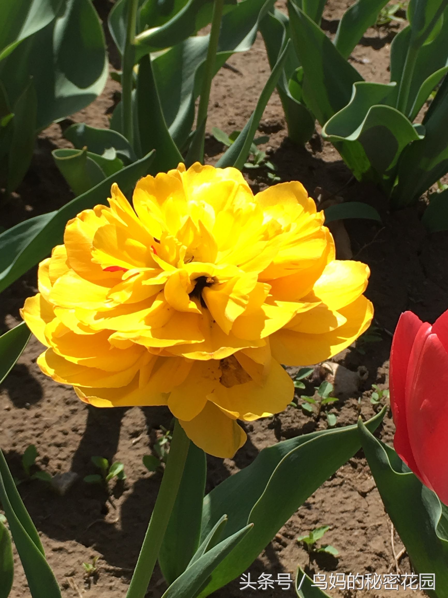 郁金香土培开了花还能复花吗,哪些郁金香花可以复花种植