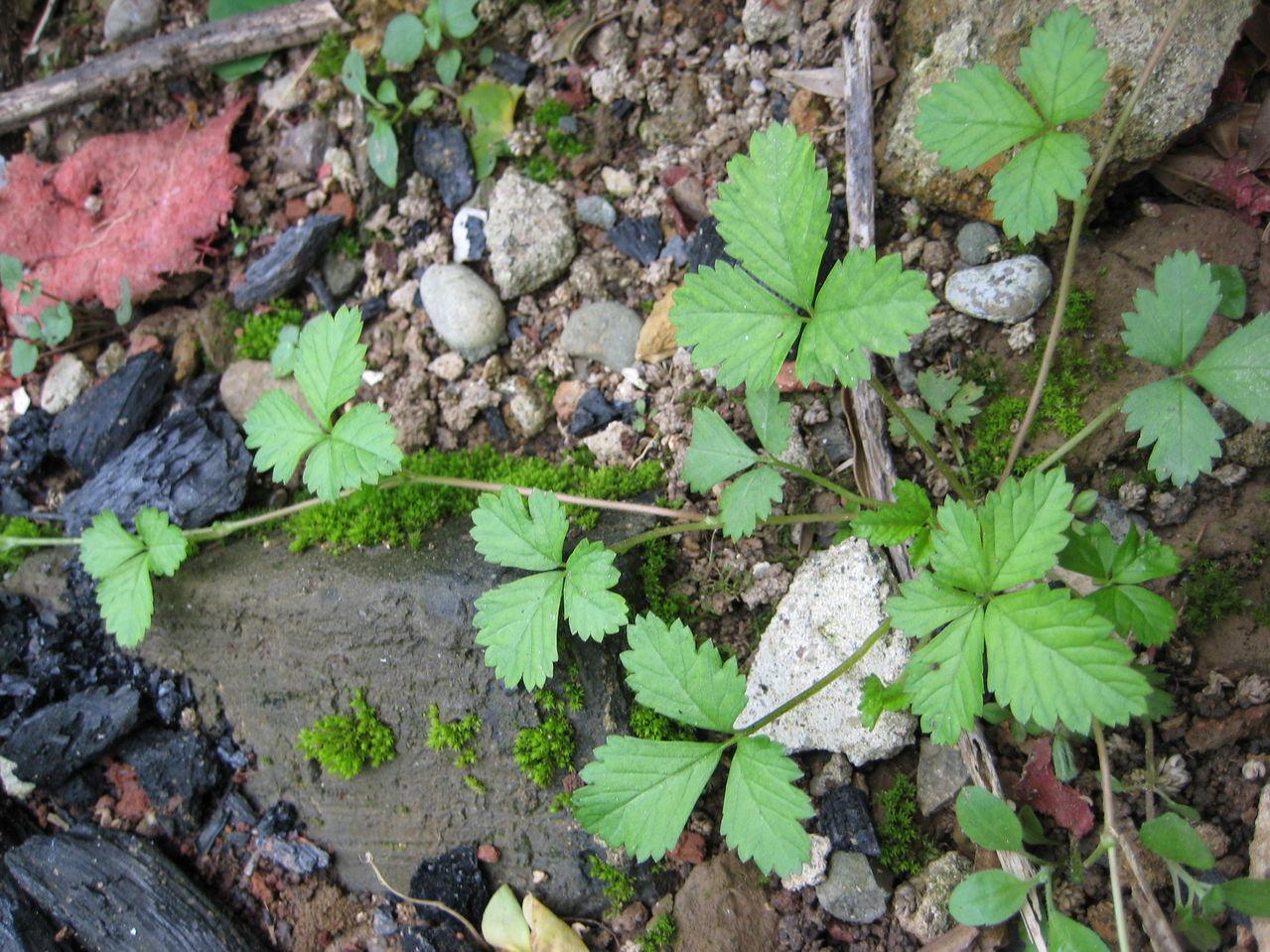 《本草》植物志之蛇莓蛇含：与蛇为伍，却不蛇心蛇貌
