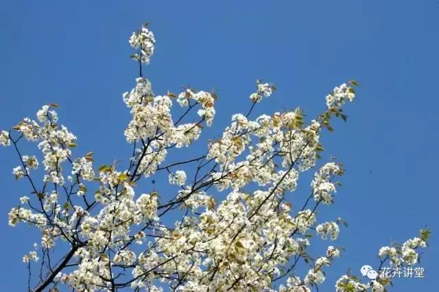 择一片花海，定三生情缘