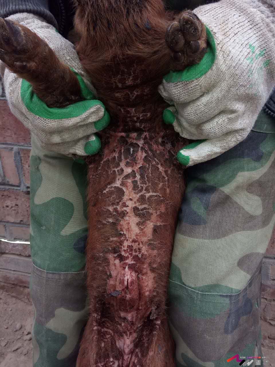 仔猪遇着这种“皮肤病”该如何处理？-健康管理论坛-聊天全记录