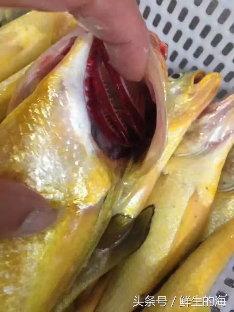 中国最贵的十种野生鱼,真正的野生金龙鱼一条多少钱