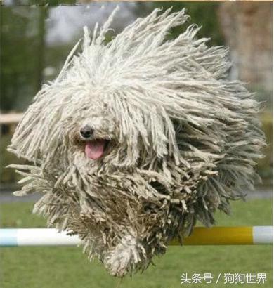 可爱呆萌狗狗资料,狗狗15种寄生虫病详细资料图