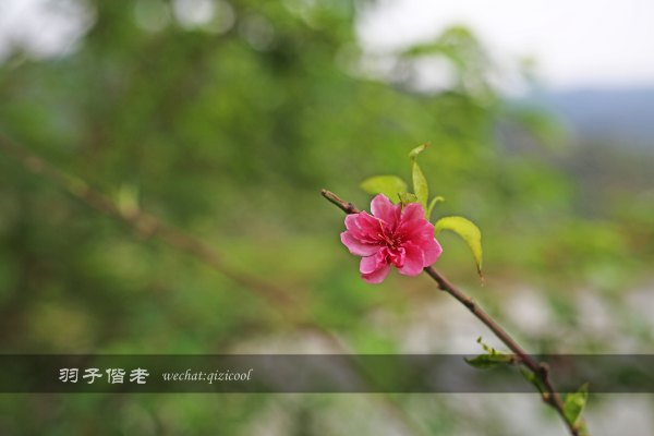 居于涟岸隐于湖，到肇庆体验离尘不离城的精致慢生活