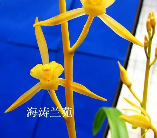 云南兰花名贵品种图片介绍,云南兰花老品种有哪些图片