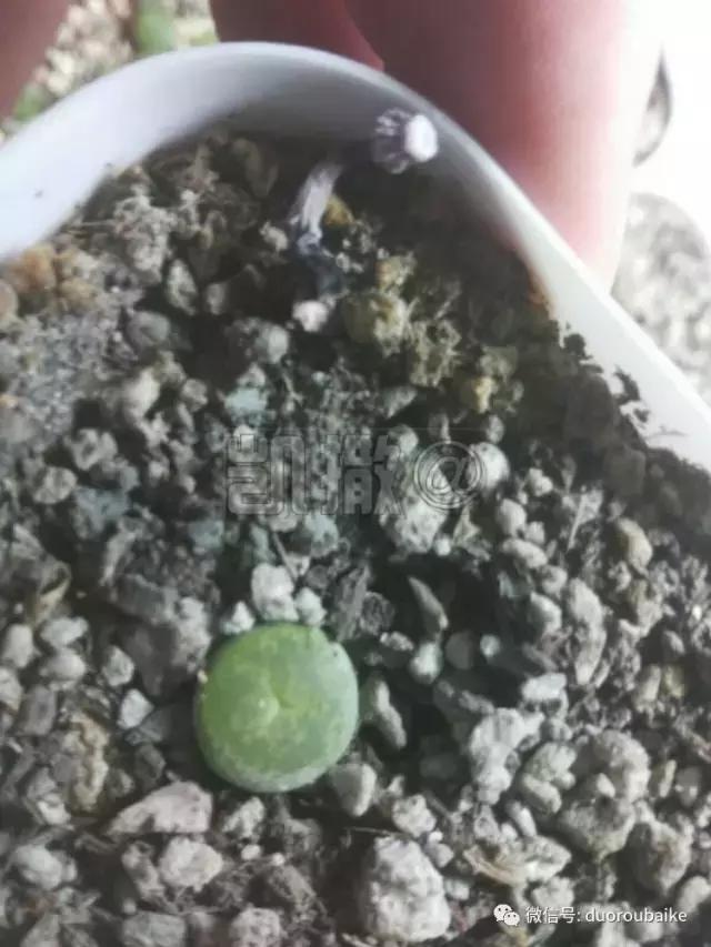 花能解语还多事的读音,一年生石花养护