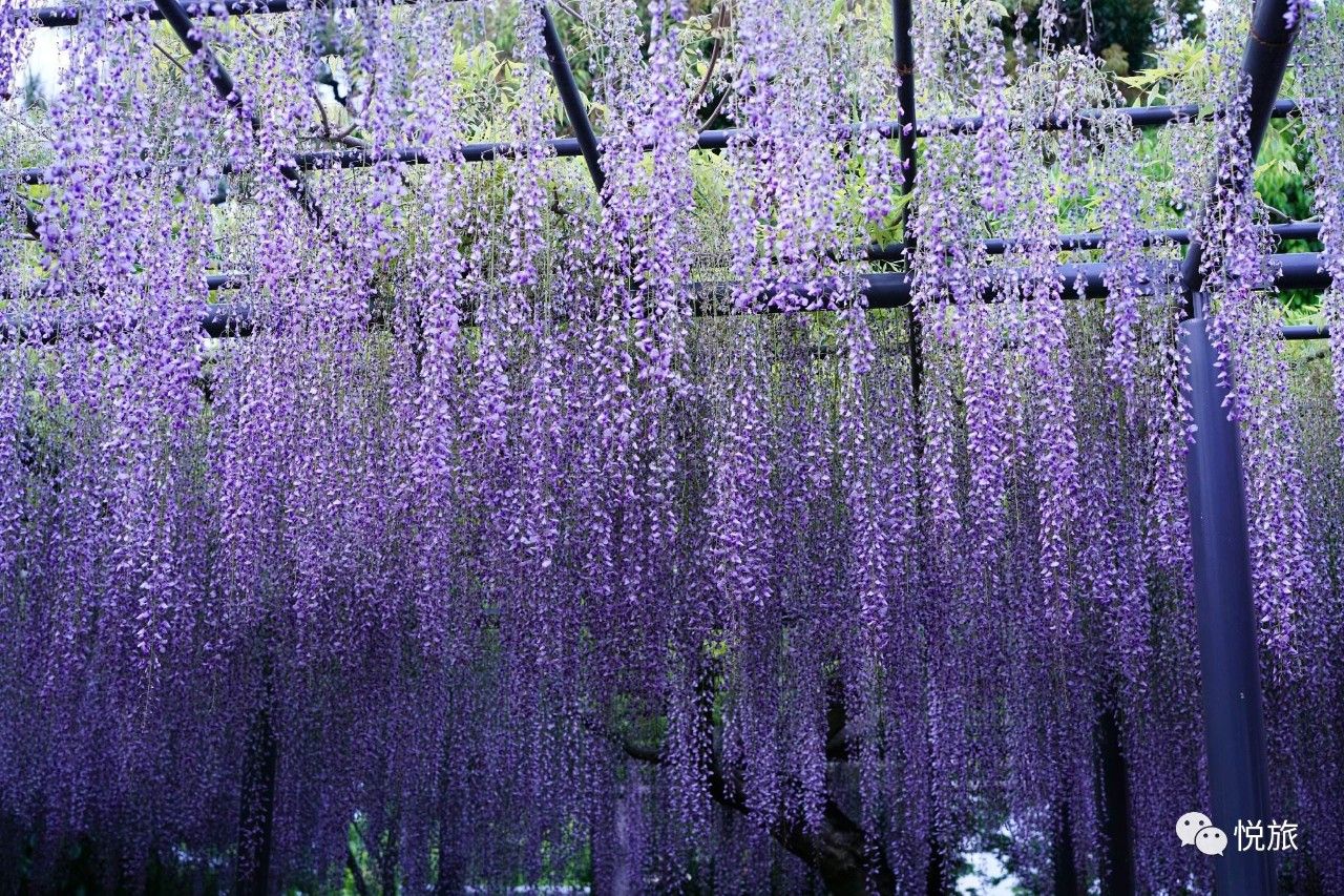 紫藤的四月美景,日本著名紫藤景点