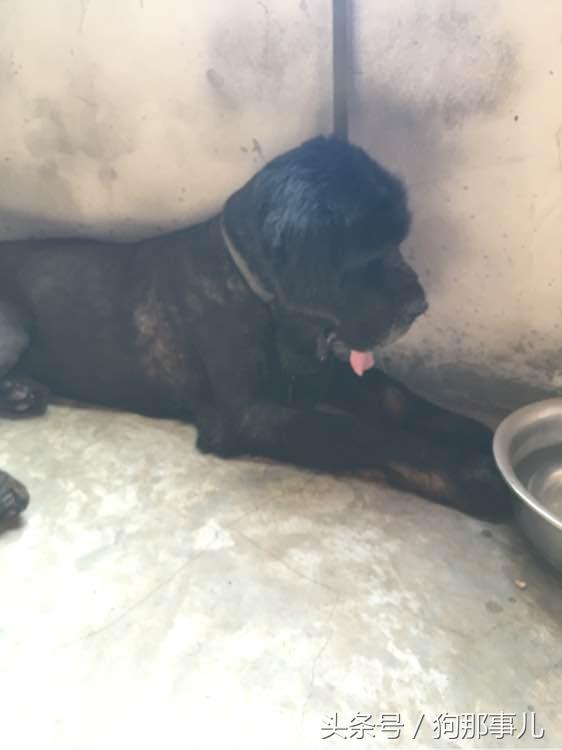 藏獒是不是对主人很温顺,藏獒忠诚护主吗