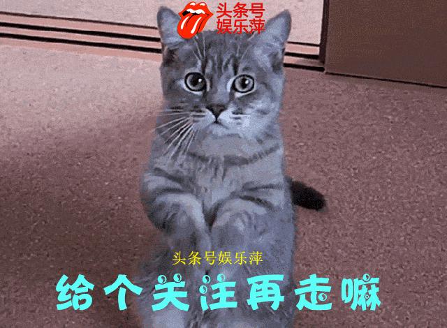 拉布拉多欧洲杯视频,欧洲杯拉布拉多