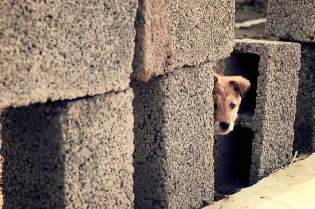 流浪动物救助志愿者全集,遇见流浪动物时怎么做最合适