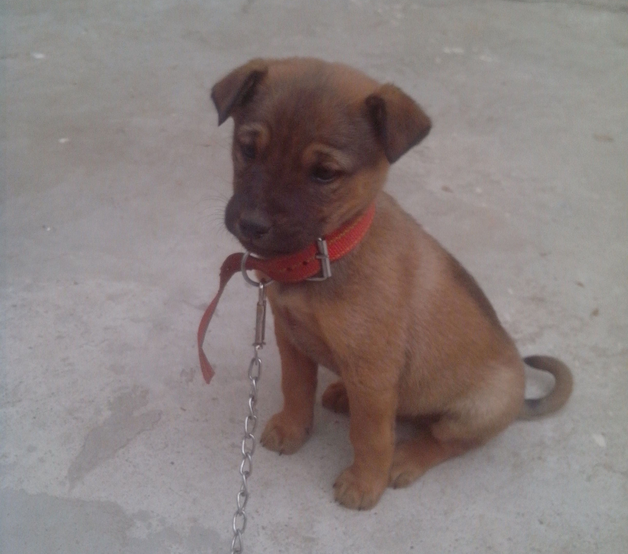 梦到狗咬人怎么回事,梦到小狗咬人预示着什么