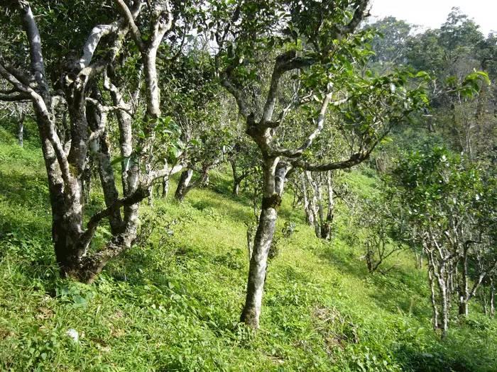 涨知识国学文化正能量,涨知识茶叶