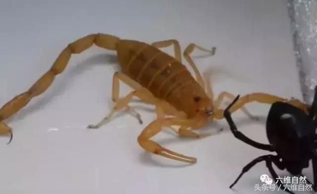 世界上最毒的蝎子vs最毒的蜘蛛,世界上最毒的蜘蛛对战蝎子
