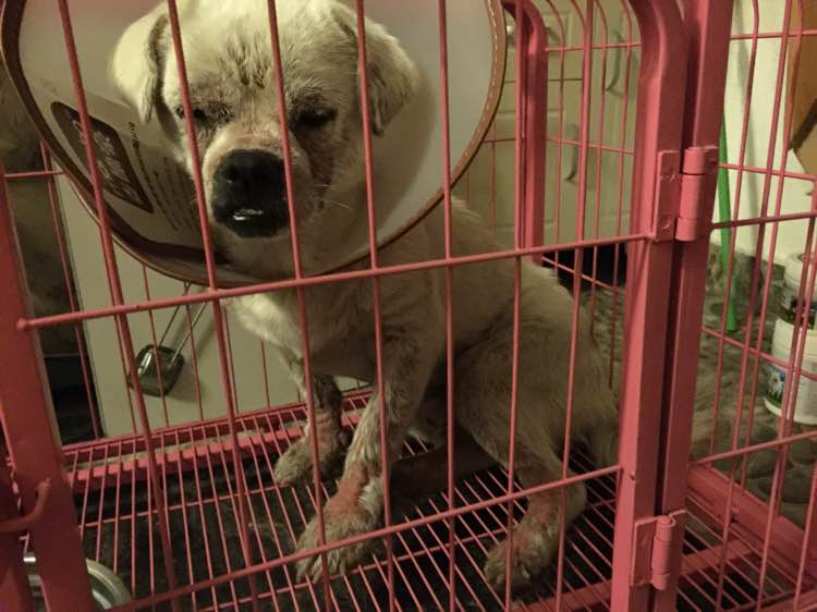 女子捡到一只脱毛的狗,女子捡到一只狗狗