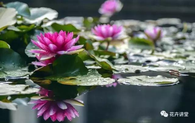 相似的花儿又来了,今天我们来认识它们