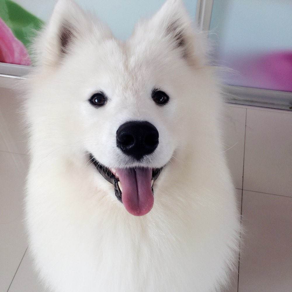 狗狗雨衣宠物防水外套,夏季狗狗雨衣推荐