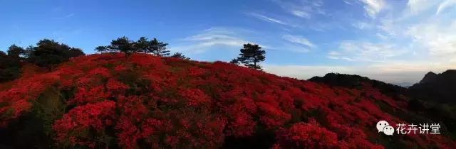 择一片花海，定三生情缘