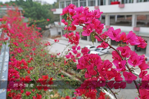 居于涟岸隐于湖，到肇庆体验离尘不离城的精致慢生活