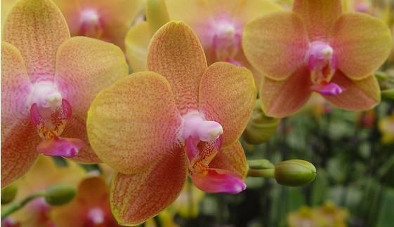 云南兰花名贵品种图片介绍,云南兰花老品种有哪些图片