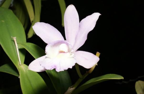 云南最贵的兰花品种有几种,云南兰花名贵品种图片介绍