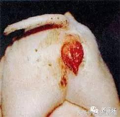 母猪产后消炎注意事项,妊娠母猪不能用哪些药