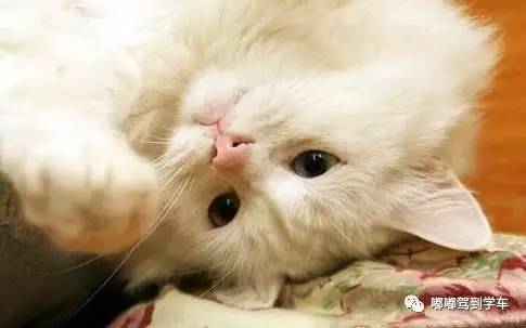 科目二倒库技巧现实版新手司机,科目二倒库细节和点位画图